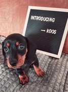 honden foto van Janneke