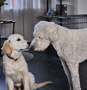 honden foto van Elly baasje van Spike en Sam