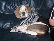 honden foto honden foto van Ludy Jansen