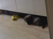 honden foto van Dave