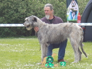 honden foto van Merens Bjorn