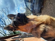 honden foto van Dieter Apers