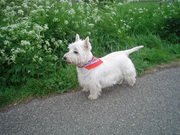 honden foto van Nathalie