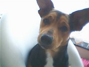 honden foto van Sevil Dalkilic