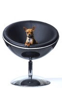 honden foto van Sarah