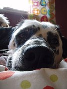 honden foto van Dóróthea