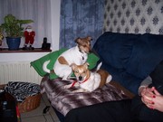 honden foto van esmeralda