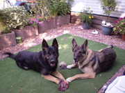 honden foto van minoes