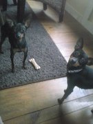 honden foto van cher