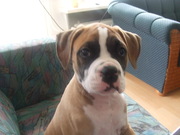 honden foto van Joey Rouwenhorst