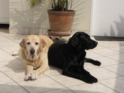 honden foto van Norma Casapía Johanson