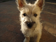 honden foto van Anouk