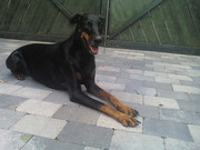 honden foto van Jeremy