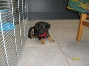 honden foto van nadia