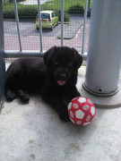honden foto van puk