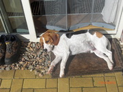 honden foto van saskia 