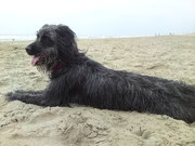 honden foto honden foto van claudia