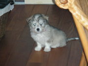 honden foto van Nikita Heeffer