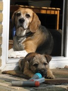 honden foto van Jan Meijer