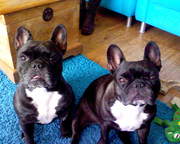 honden foto van daniel