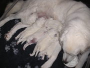 honden foto van wwh Blaauw