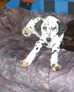 honden foto van hannelore