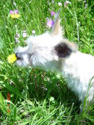 honden foto van lucinda