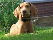 honden foto van hellemans kevin