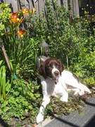 honden foto van schoone