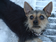 honden foto van Marjan H