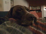 honden foto van A.L. Oostveen