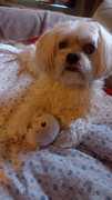honden foto honden foto van Ineke2
