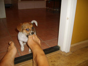 honden foto van Roos