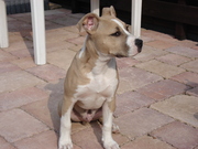 honden foto van richard