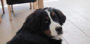 honden foto honden foto van Fam. van E
