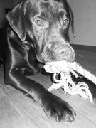 honden foto van Inge & Hektor