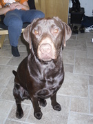 honden foto van Inge