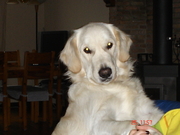 honden foto van astrid