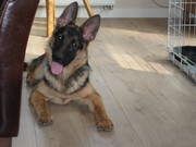 honden foto honden foto van pascal