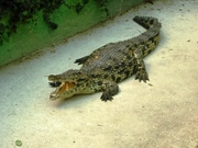 honden foto van Monique