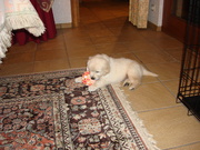 honden foto van Stijn Huysmans