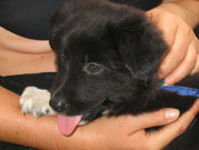 honden foto van Anneke