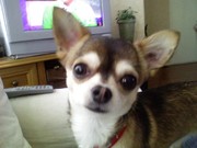 honden foto van lisette
