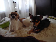 honden foto van wendy