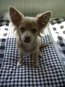 honden foto van Anouk