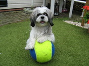 honden foto van Jannie en Djordy