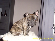 honden foto van hanna