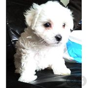 honden foto van Aliene