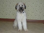 honden foto van Anna & Tos