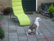 honden foto van patrick